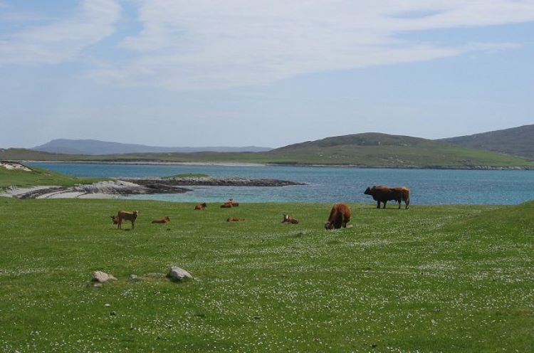 sea, low hills, meadow, sheep and cattle